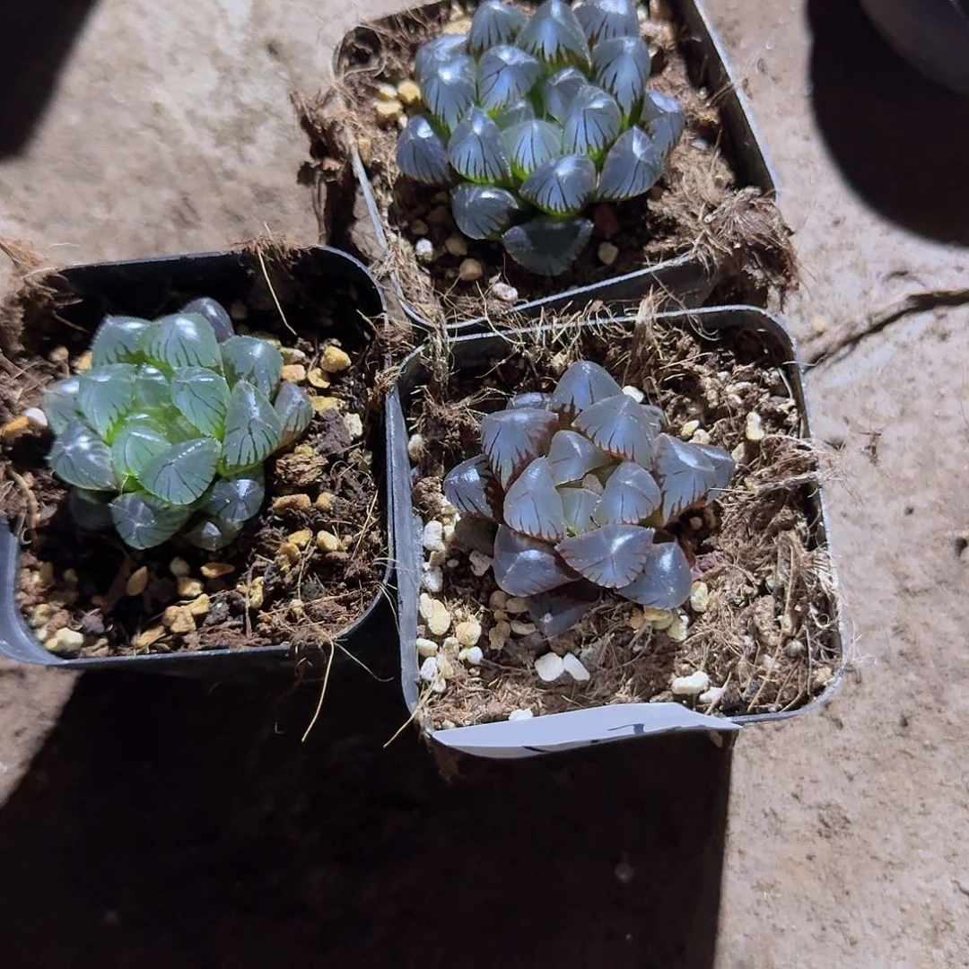 直播福利一物一拍123