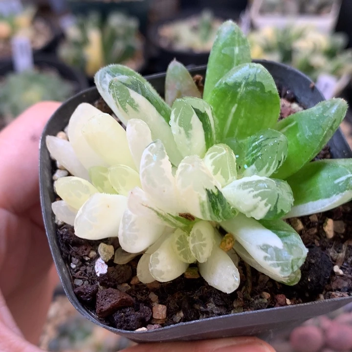 玉万锦fa ge po tu si