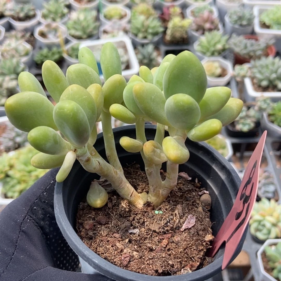 837芒果奶多肉植物保护