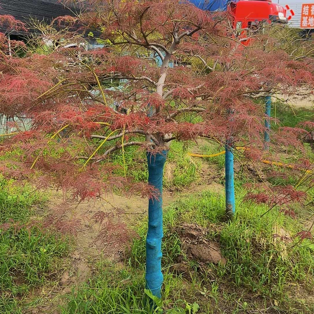 外山羽毛枫自然界的植物