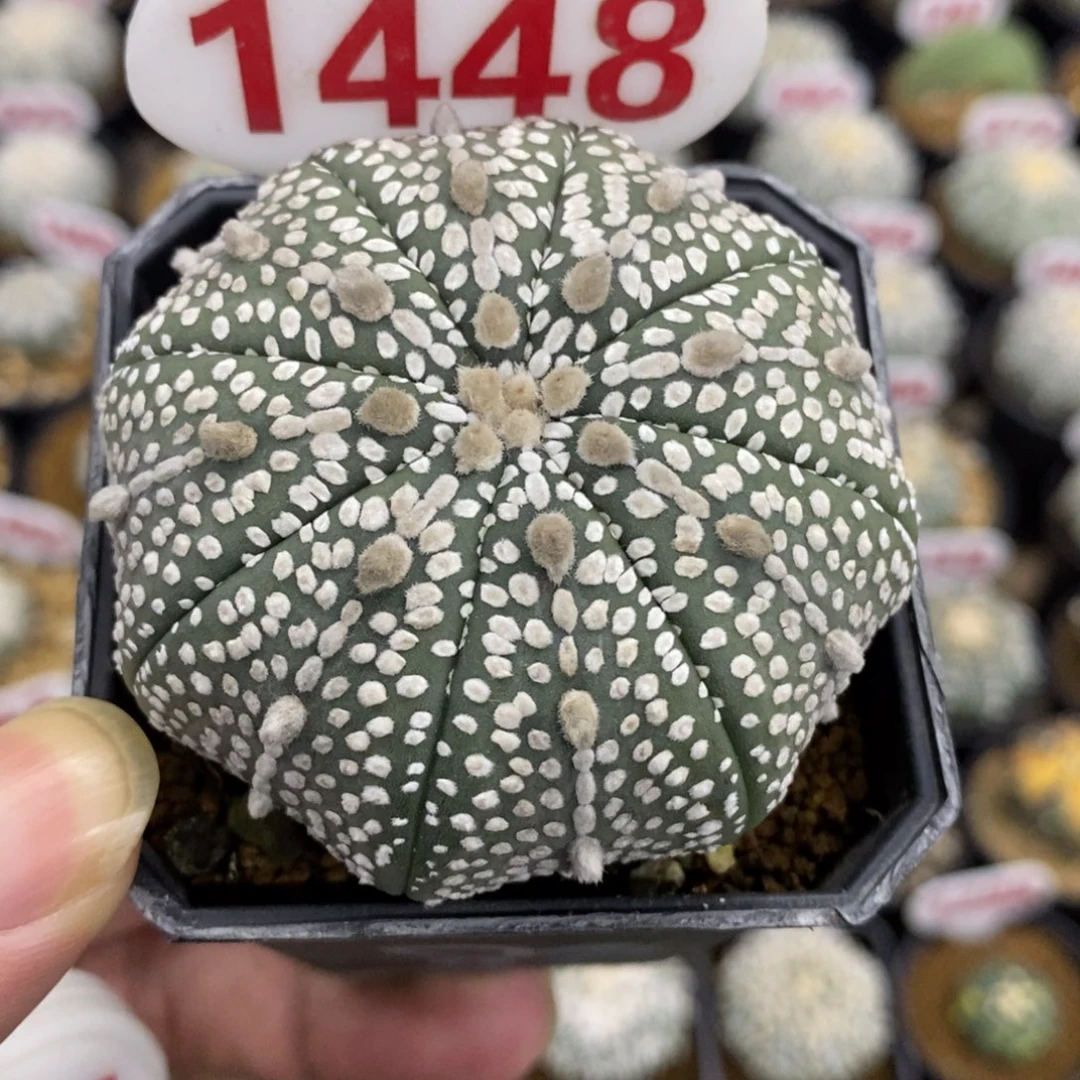 1448海星山川奇迹兜