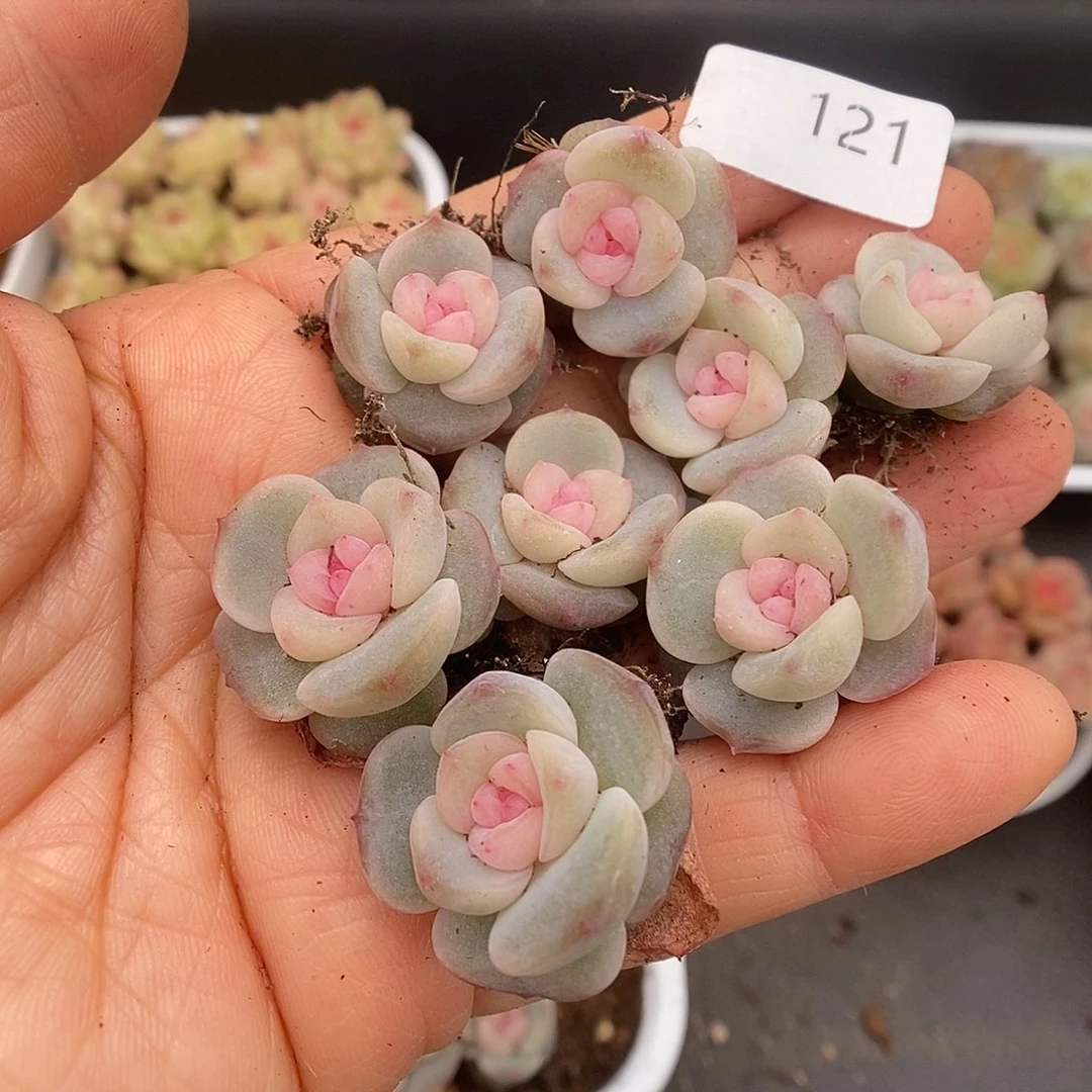 一物一拍一物一拍1023-121