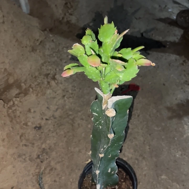快***太当前无花栽培后可以开花白重瓣1204