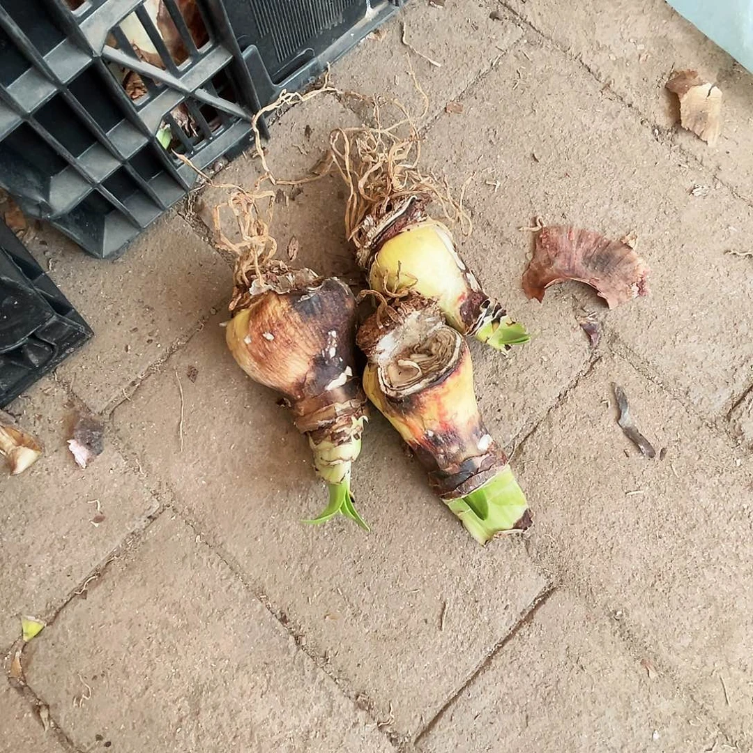 维加斯重残次3个一组