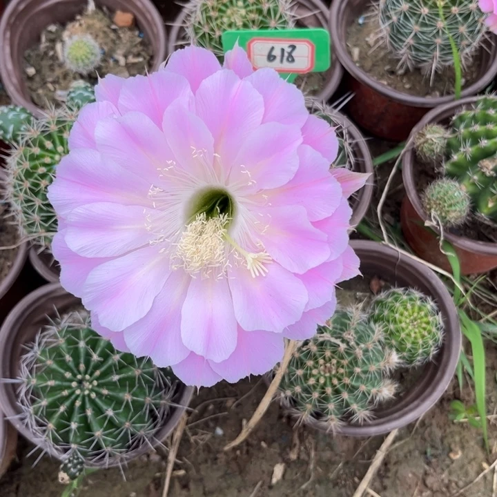 618，实生彩草。。。。。