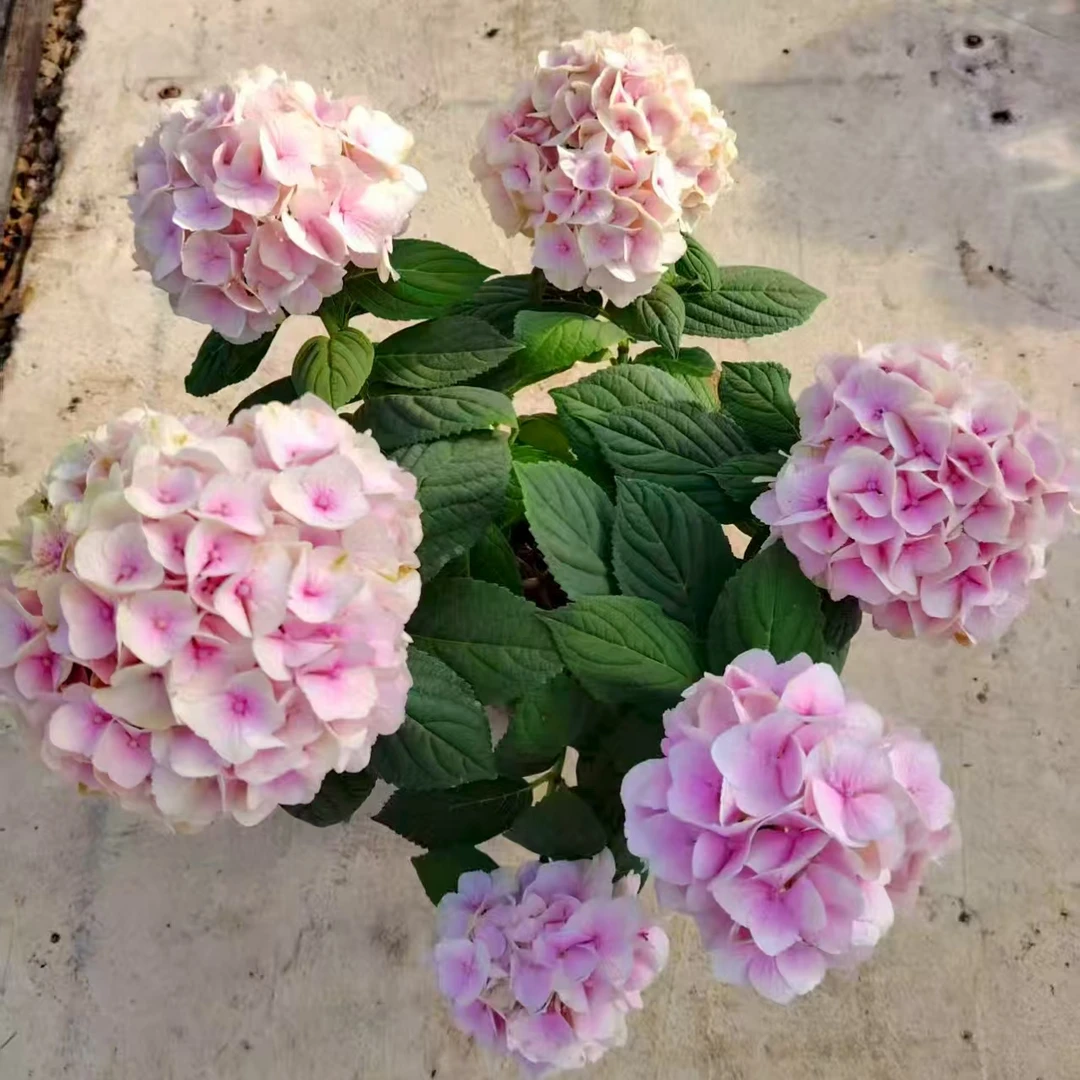 【瑶枝绣球】颜值高 易养护 阳台庭院 云南基地直发