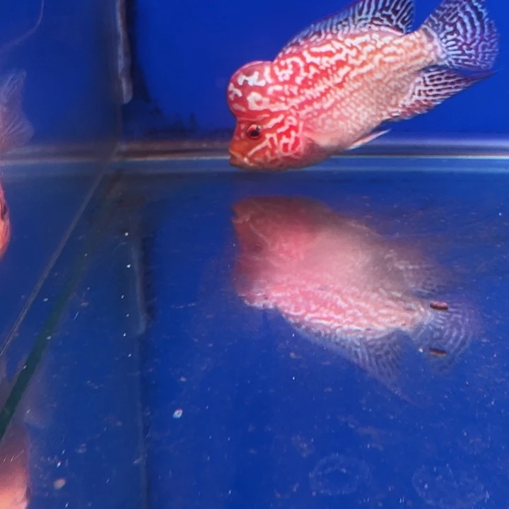 罗汉鱼金花火凤罗汉鱼