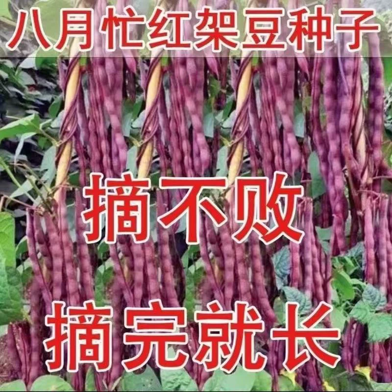 八月忙豆角种子冻死鬼耐寒耐热高产无筋四季豆庭院盆栽种植