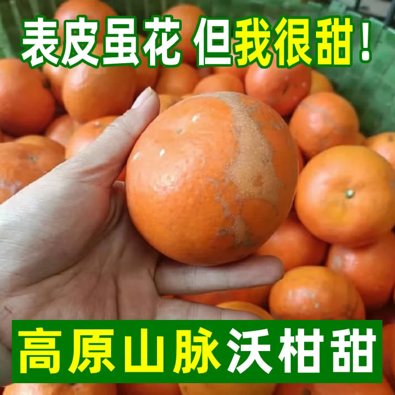 【云南哀牢山花皮沃柑】香甜饱满皮薄汁水多新鲜【外观不好看非坏果】