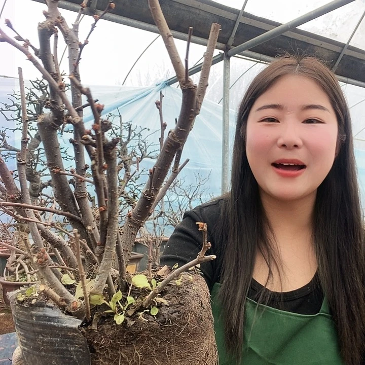 原生世界一海棠依旧如此