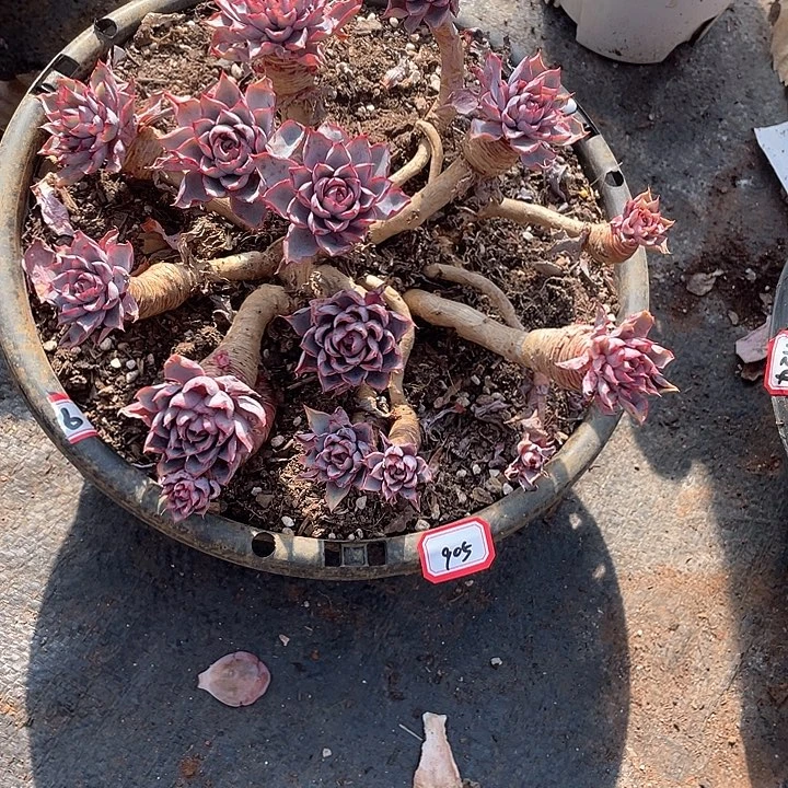 905赫拉 一物一拍多肉