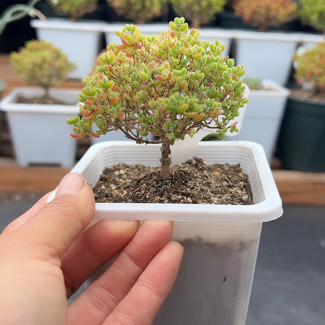 540号开播福利密橘糖球12.13多肉