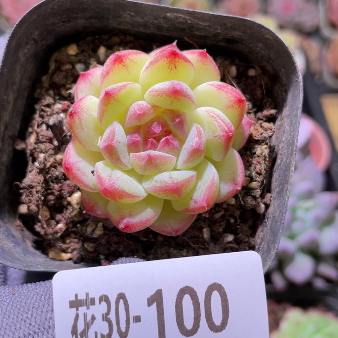 花利美30-100白桃汽水