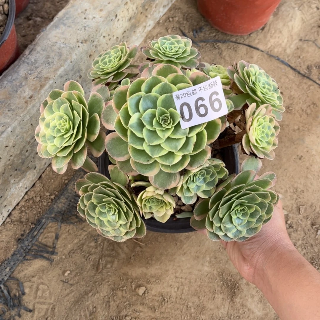 奶白066不包断枝的