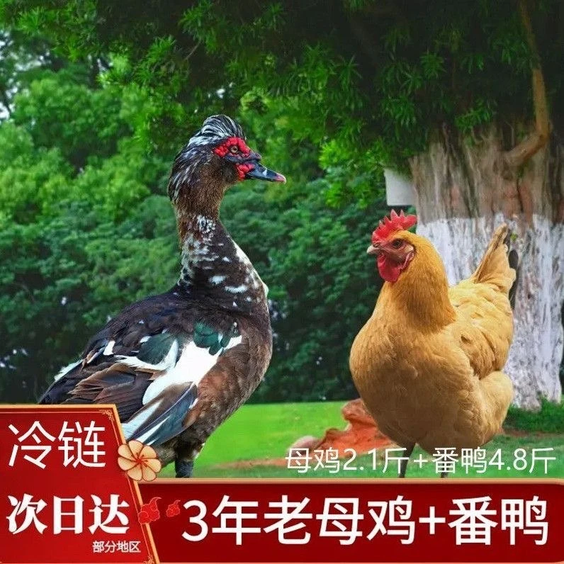 【侠姐6】3只 2年老母鸡+1只4斤番鸭新鲜宰杀4只净重10斤