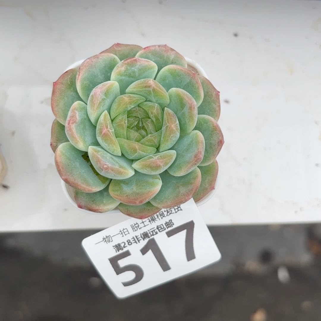 无尽灯单头无盆土发货