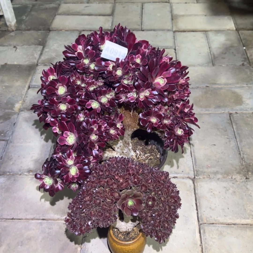 【闪购商品】914美杜莎缀玫瑰缀多肉