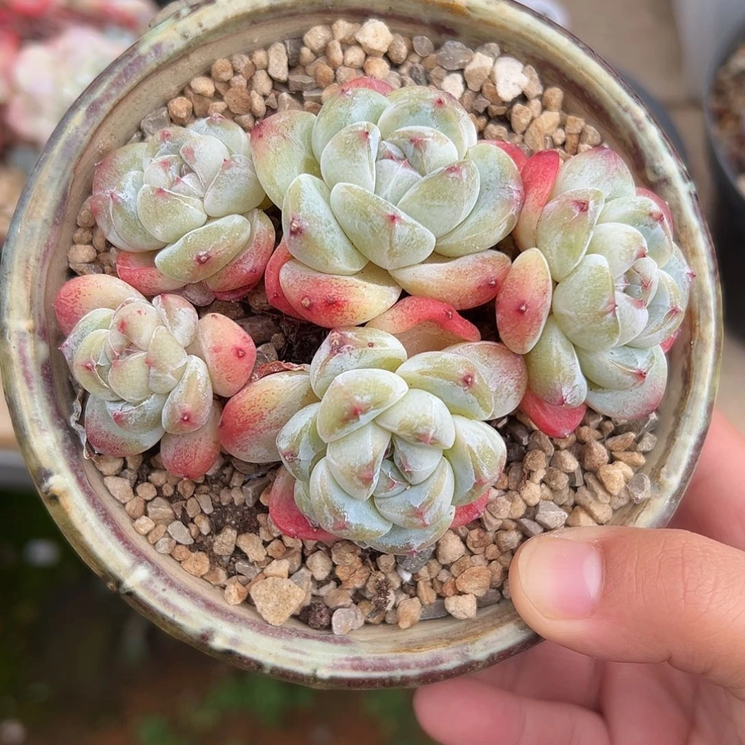 5头冰玉哈哈哈哈哈哈