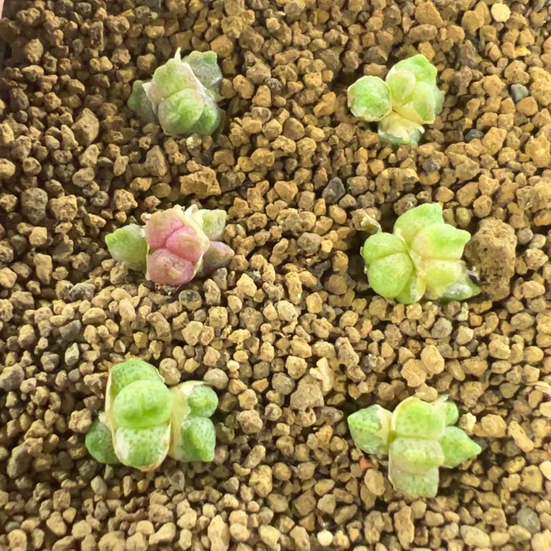 量拍8-220量拍黄金鹿角斑马一群