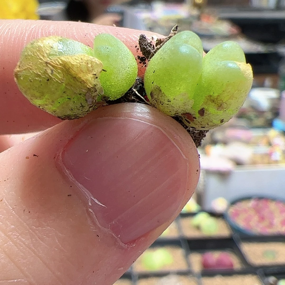 【闪购商品】10  开播福利