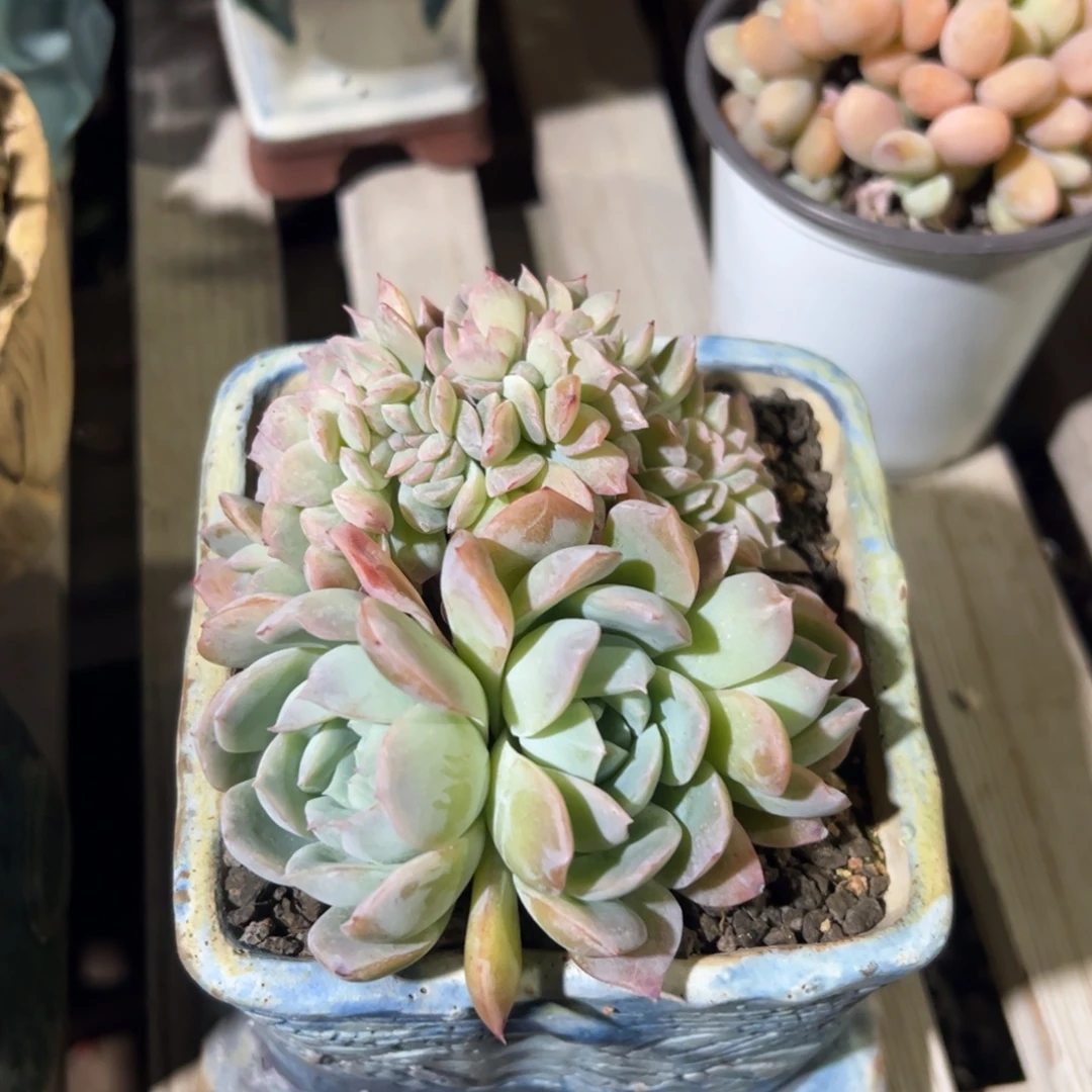 莎莎女王多肉植物