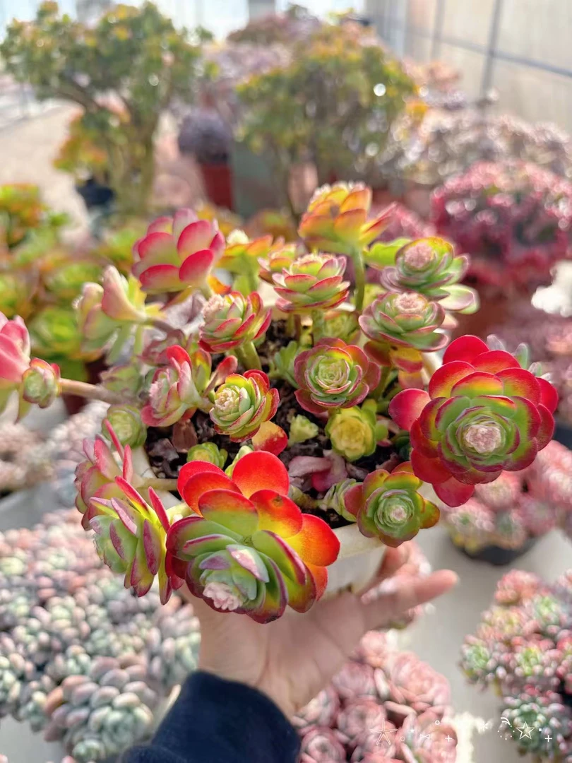 【薄化妆】带盆发货   室内养殖阳台盆栽植物