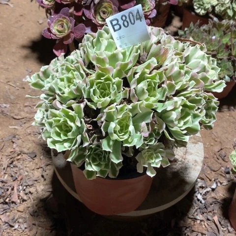ꕥ***ঞ804两颗法师多肉植物