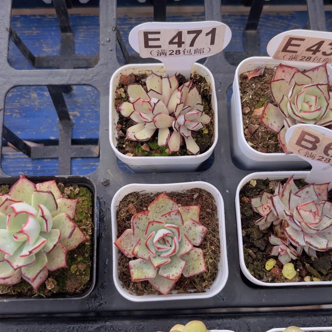 等***好E471剑斯诺娃一物一拍