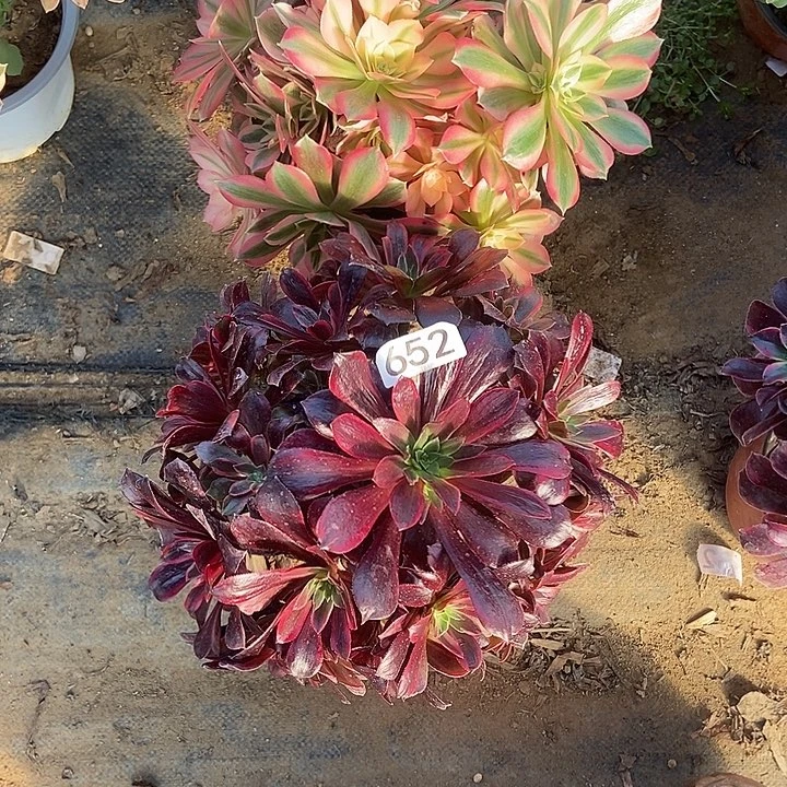 蒙娜丽莎 粉女巫652多肉不包断