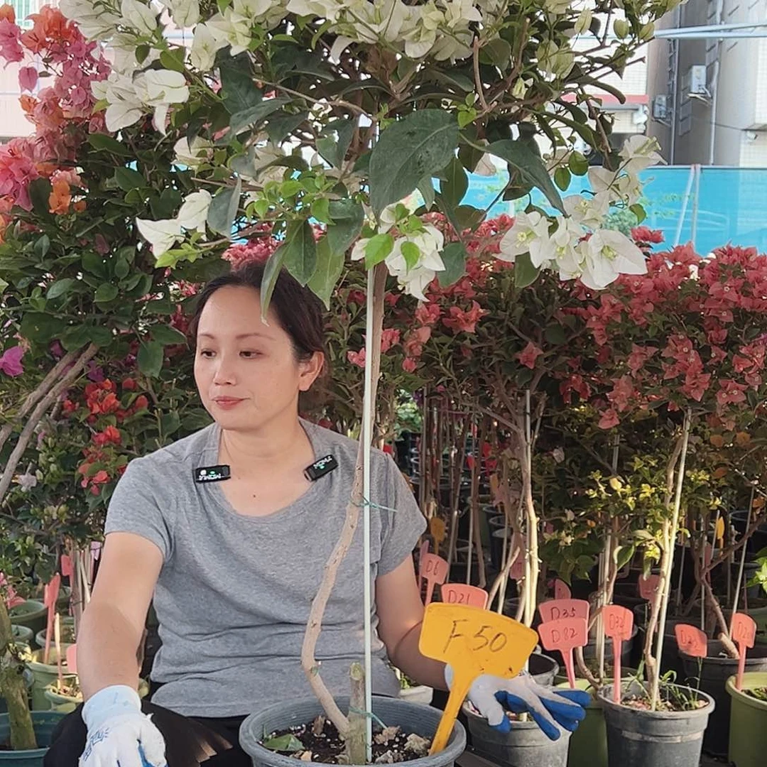 一***.大部分花苞少量开放F50白雪