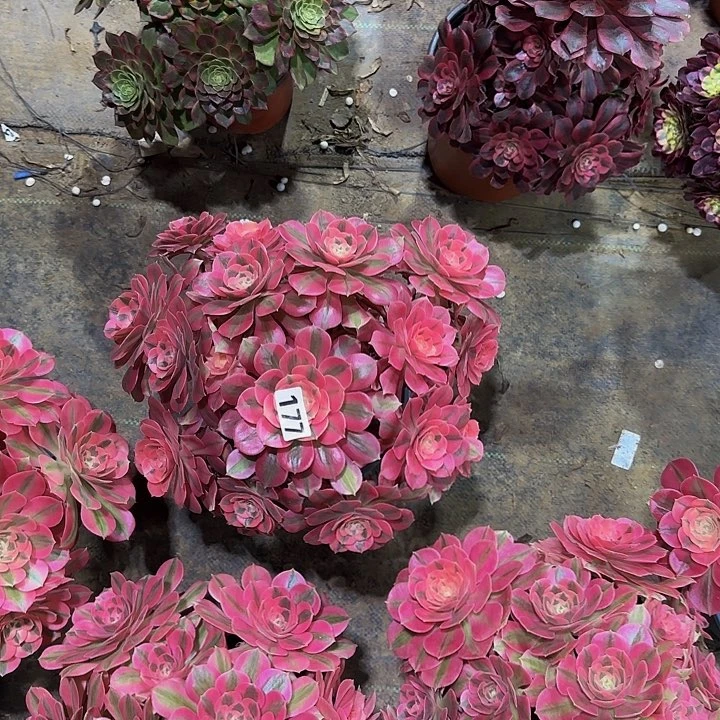 珠177粉女巫多肉法师