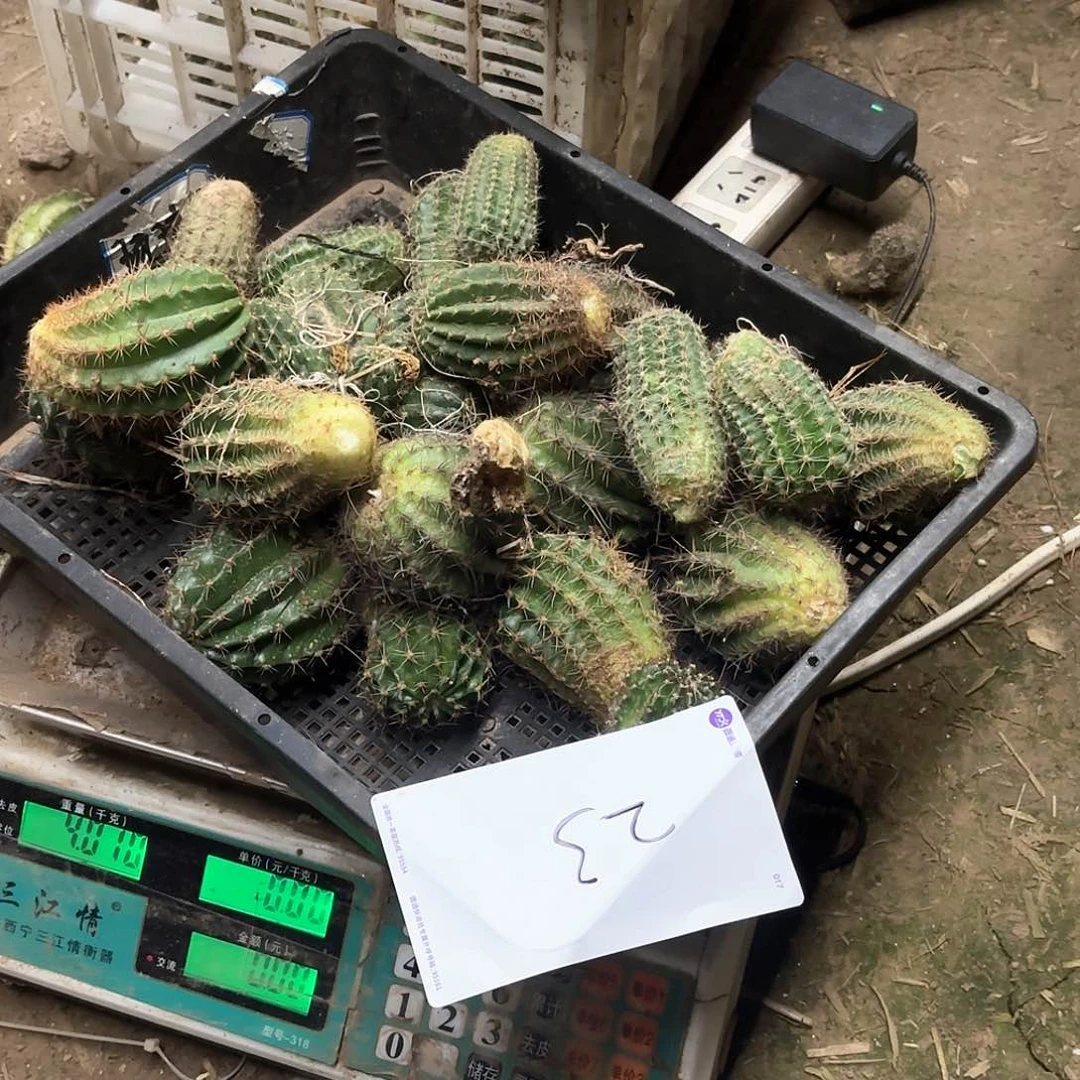 ?*23 侧牙混品仙人球瑕痴无售后