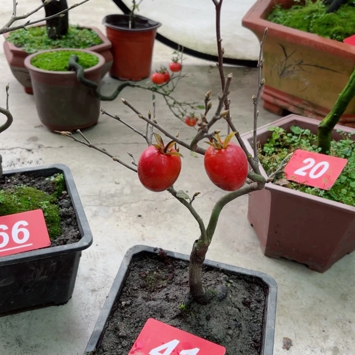 无花朵福**长金弹子盆景树