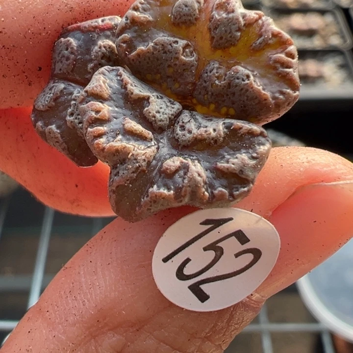 152号这颗多肉有点好看
