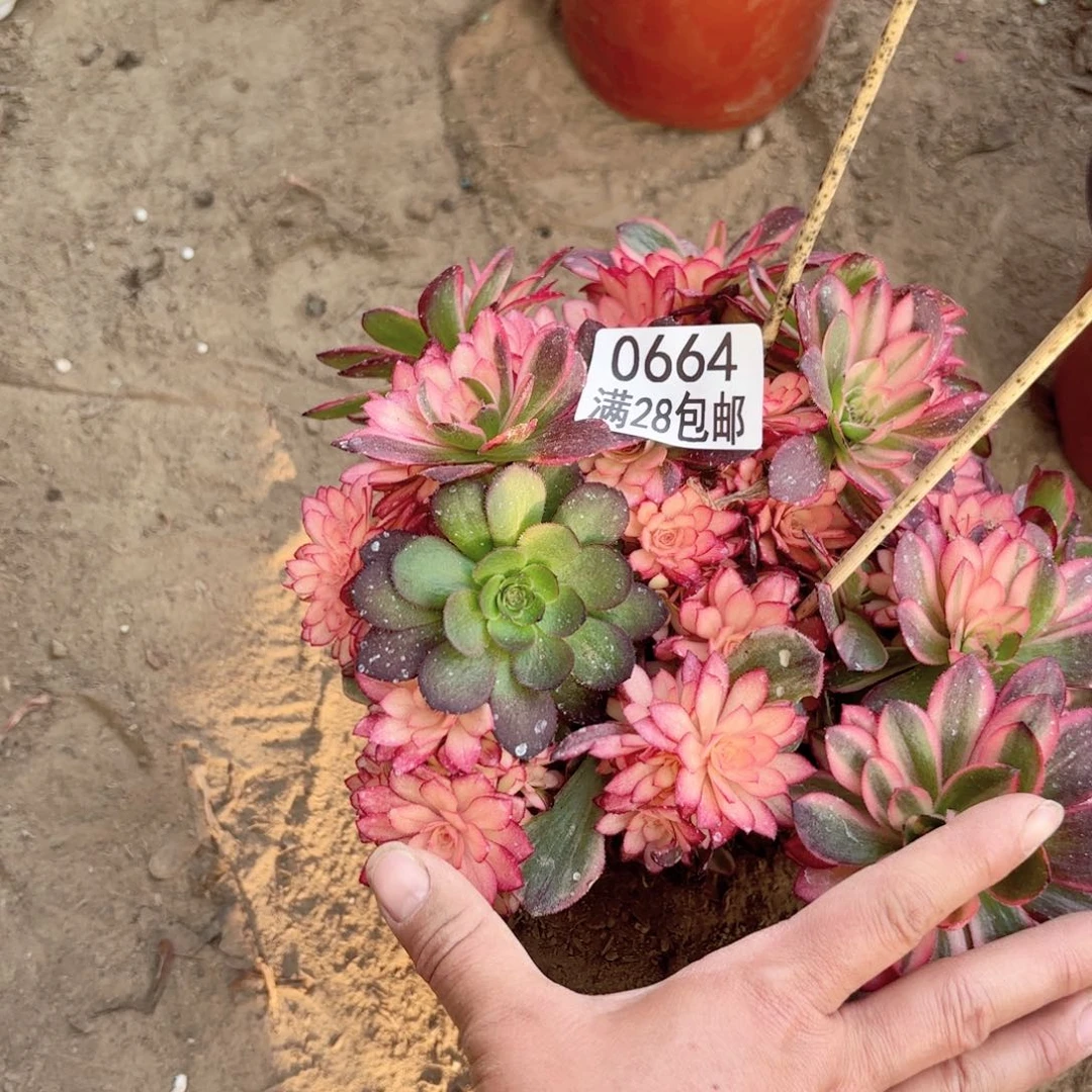 陶**纸A.   0664黑魔锦有砍多肉