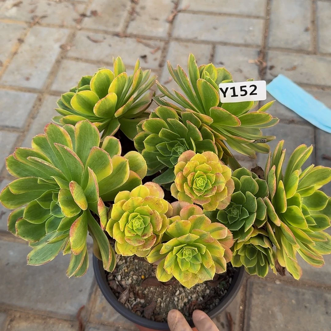 152奶白44444冠服25左右丛林