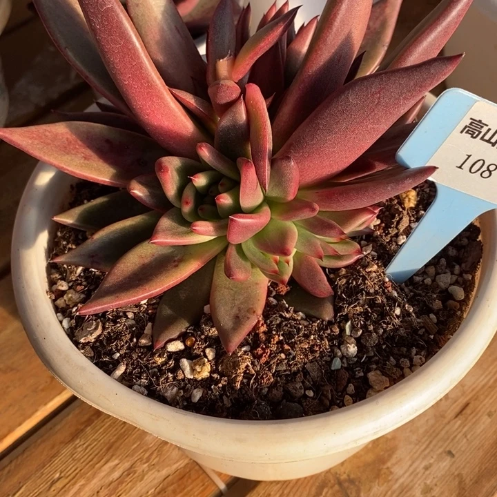 D108- 直播福利  东云