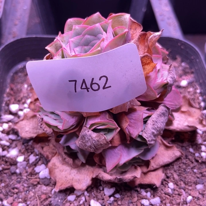 大***姐7462山地玫瑰花群