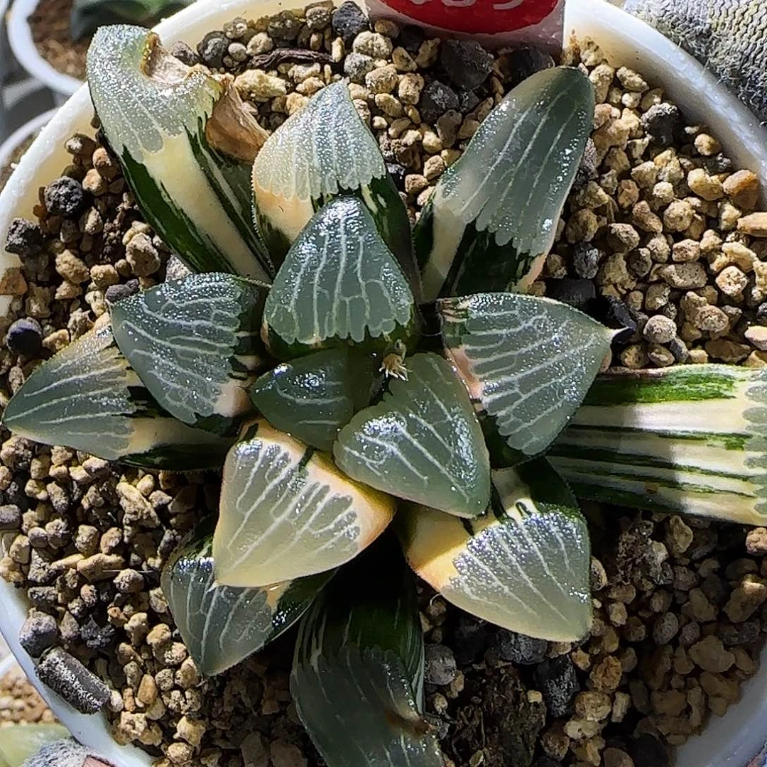 639号和田玉克锦 9厘米盆