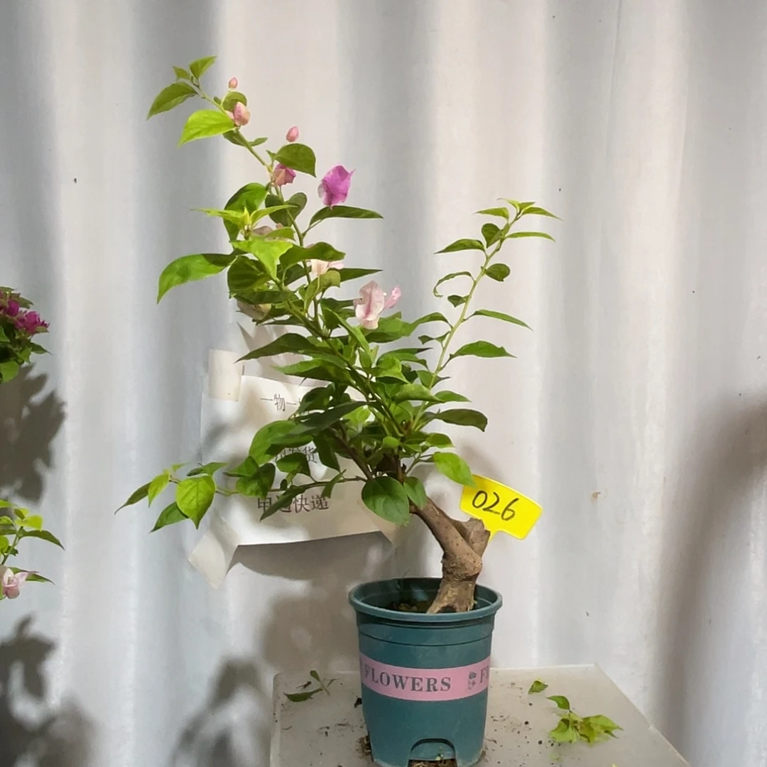 当前无花栽培后可以开花026章红樱桩