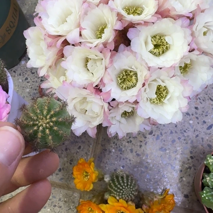 304白檀矮胖景5无根侧牙3公分左右，20包邮