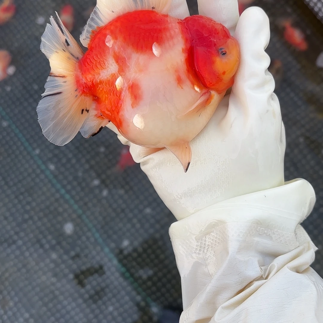 金鱼金鱼455555256554