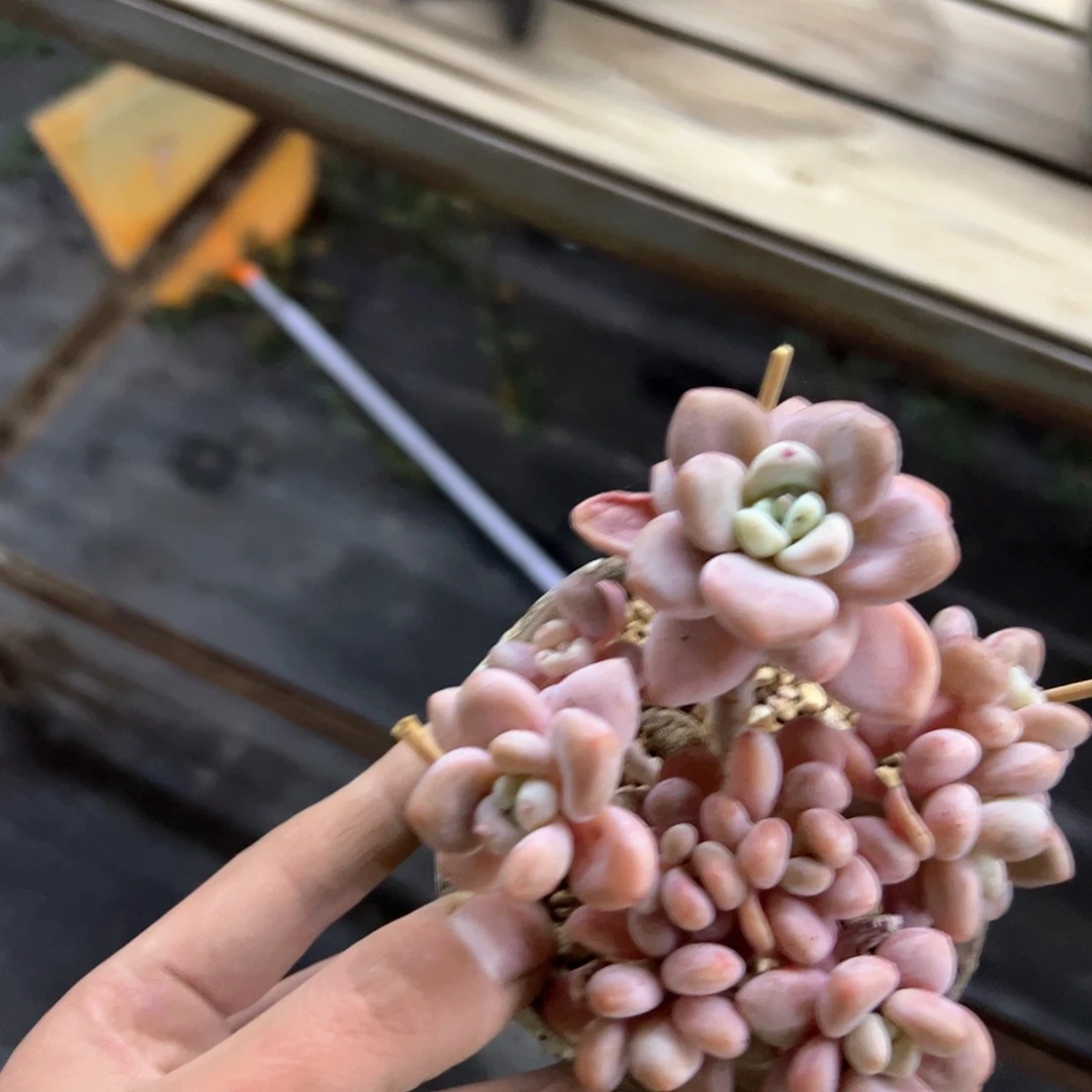 8****姐洛神10 零零多肉植物