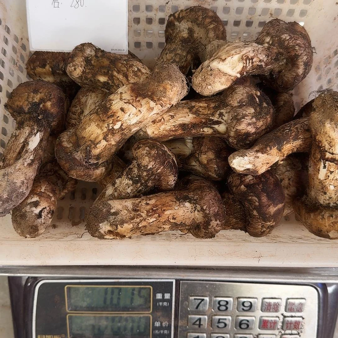 上***月青头菌中国大陆菌子