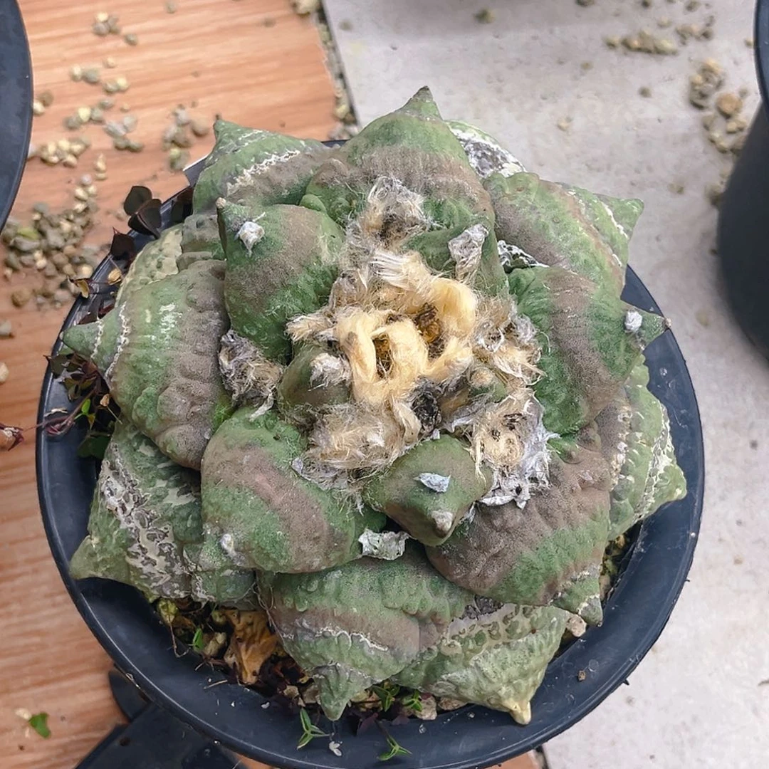 日系怒涛，潮流植物