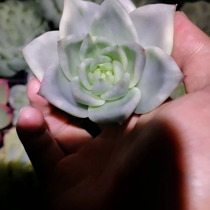 皮蛋超白覆轮主头头盖就一个