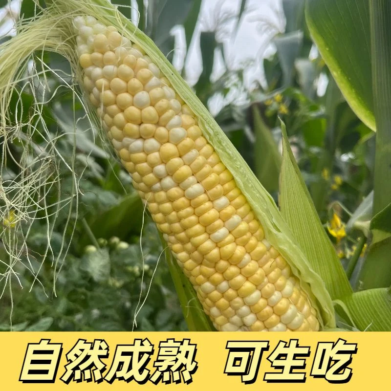 广西水果金银双色玉米露天种植可生吃新鲜采摘产地直发农户自种
