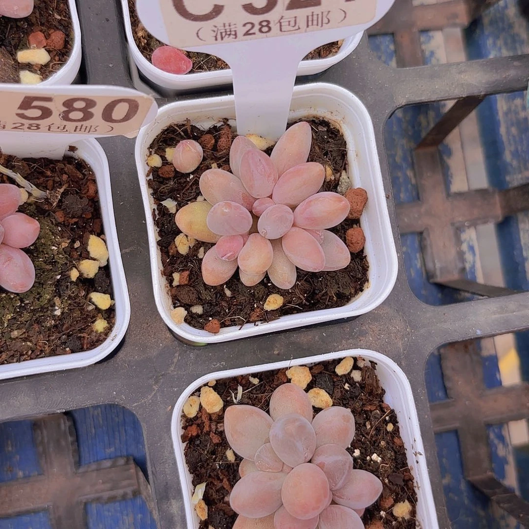 C321彩虹手指一物一拍