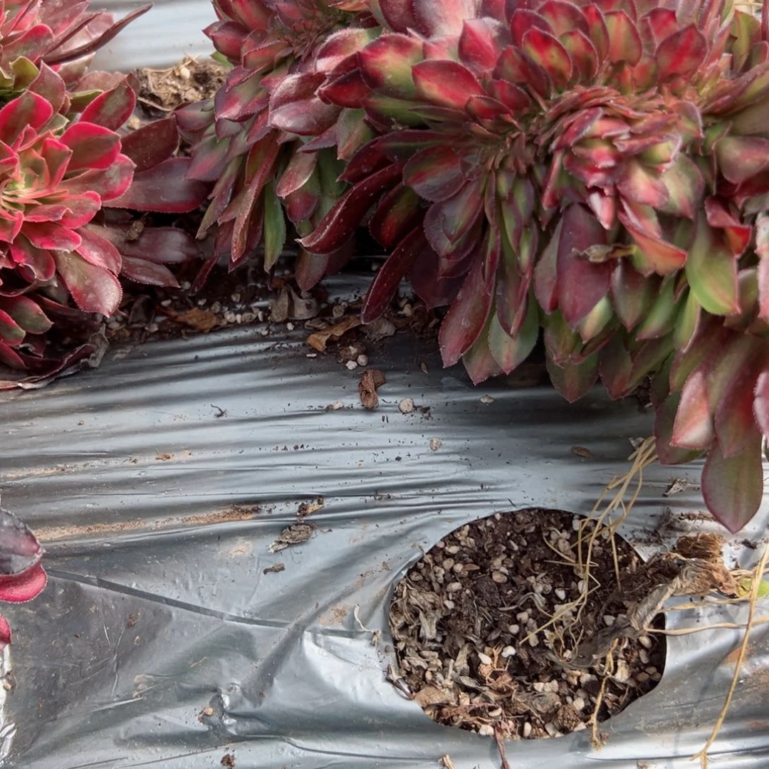 。683 号多肉植物法师新年福利