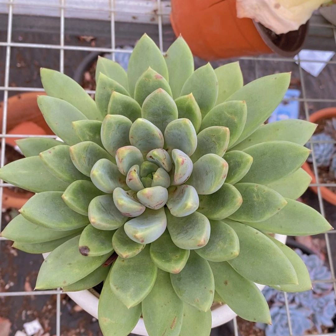 黄金象牙特大大单头